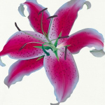 LILY Stephanie  Andrew