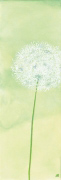 ZARTHEIT DER PUSTEBLUME I Sabine  Mannheims