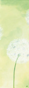 ZARTHEIT DER PUSTEBLUME II Sabine  Mannheims