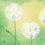 PUSTEBLUMEN I Sabine  Mannheims