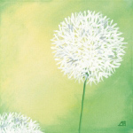 PUSTEBLUMEN IV Sabine  Mannheims