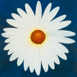DAISY 12/3 - 2004 Claire  Davies