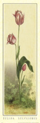 ELEGANCKI TULIPAN Art  Decorative