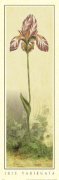 ELEGANCKI IRYS Art  Decorative