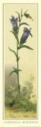 ELEGANCKA HORTENSJA Art  Decorative