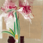 AMARYLLIS TACHETE C.  Bernarduchene