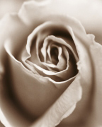Heart of the Rose Sue  Kennedy