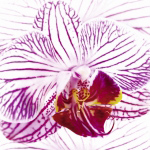 Orchid I Mel  Allen