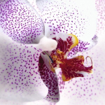 Orchid II Mel  Allen