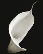 Calla I Ben  Davies