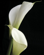 Calla II Ben  Davies