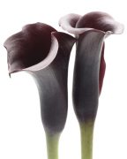 Zantedeschia Ben  Davies