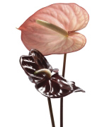 Anthurium Ben  Davies