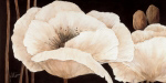Amazing Poppies III Jettie  Roseboom