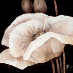 Amazing Poppies I Jettie  Roseboom
