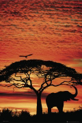 AFRICA Elephant   PHOTOGRAPHIC