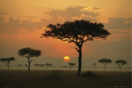 AFRICA Trees   PHOTOGRAPHIC