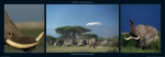 Animals I   PHOTOGRAPHIC