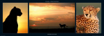 Animals IV   PHOTOGRAPHIC