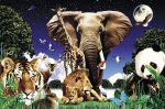 Animal Treasures   PHOTOGRAPHIC