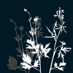 Monochrome Meadow Grass II Katrine  Alex