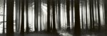 Black Forest - Germany Helmut  Hirler