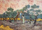 La racolte d`olive Vincent  van Gogh