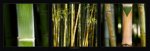 Bamboos Laurent  Pinsard