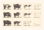 Le taureau Pablo  Picasso