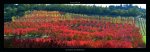 Automne en Provence Laurent  Pinsard